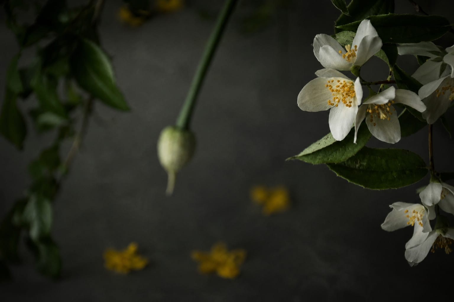 Detailaufnahme weißer Blüten vor dunklem Hintergrund