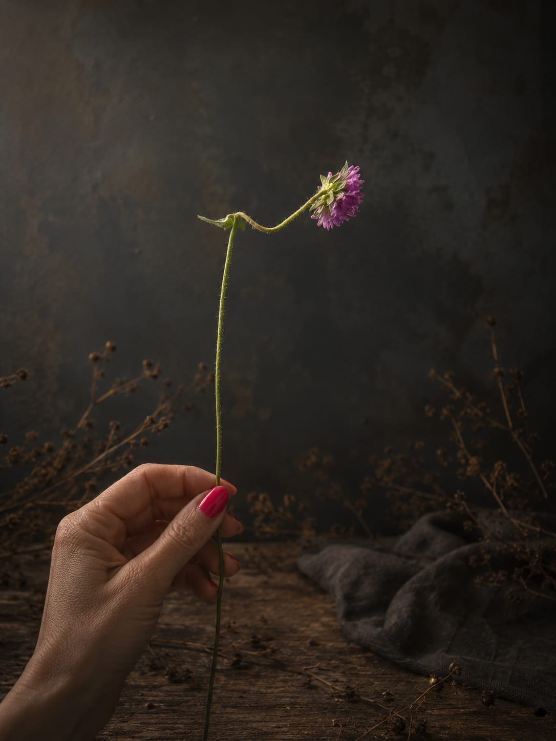 Hand hält eine einzelne violette Blüte vor dunklem Studiohintergrund